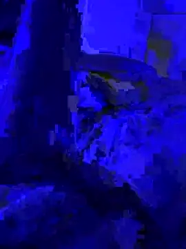 Naylee   online show from 07.04.26