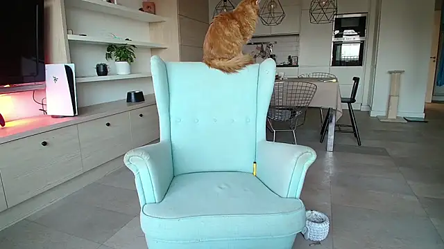 Kotis Foxy online show from 10.03.25