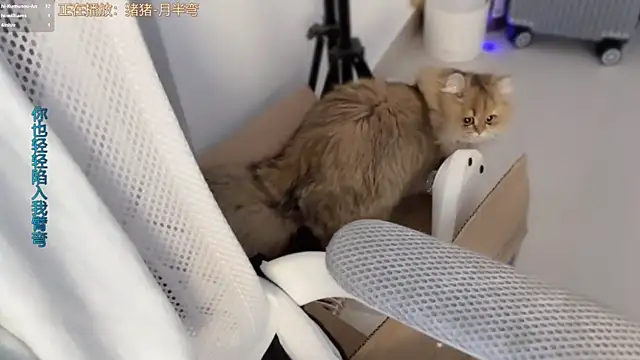 AnAn-520 online show from 03.11.26