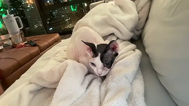 Graciemae baexx online show from 12.23.25