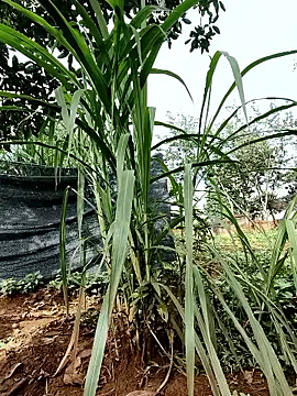 Snapshot of Betty20zx chatting on 09.13.25 Betty20zx online show from 09.13.25