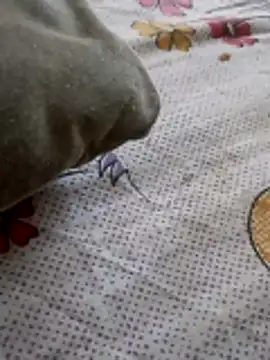 Punjabi beauty123 online show from 02.08.26