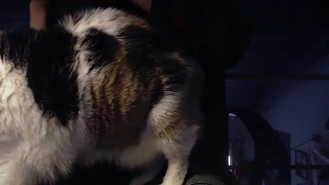 Snapshot of contemptumundi888 chatting on 01.18.25 contemptumundi888 online show from 01.18.25