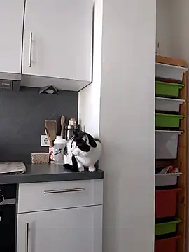 Snapshot of TerrasWildlife chatting on 03.22.25 TerrasWildlife online show from 03.22.25