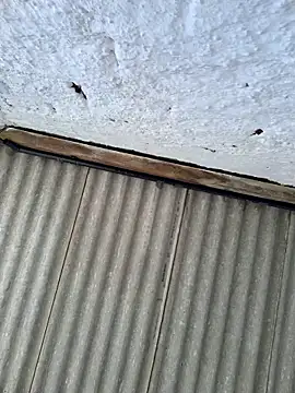 alexjs84 online show from 11.22.25