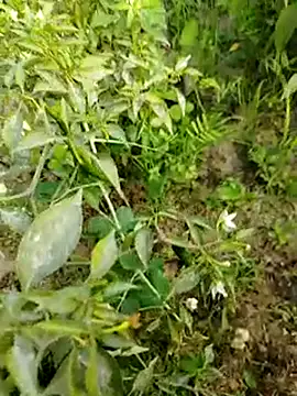 Snapshot of sweet_suman chatting on 01.15.25 sweet suman online show from 01.15.25