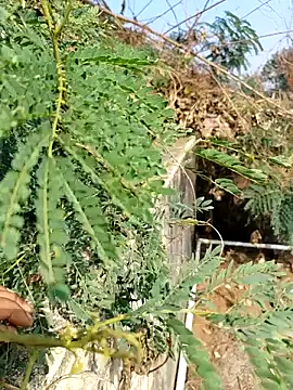 Snapshot of sweet_suman chatting on 12.03.25 sweet suman online show from 12.03.25