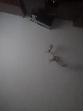 Lauren Amabel online show from 01.30.25