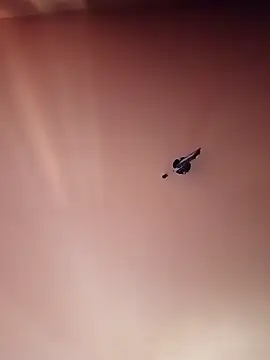 BR master online show from 09.19.25