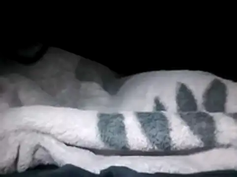 LaneYam online show from 03.28.26