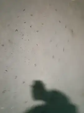 Raj41 online show from 01.09.26