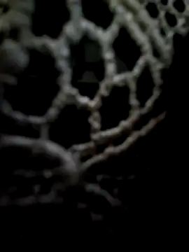 mauroxx08 online show from 05.11.26