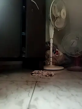 payalchola online show from 03.14.26