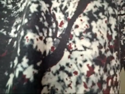 dabeibe online show from 01.16.26