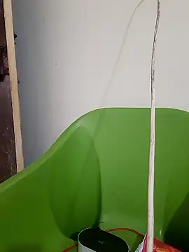 AnkitaDevi online show from 01.19.26