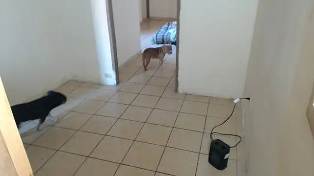 BlondZilla online show from 12.16.25