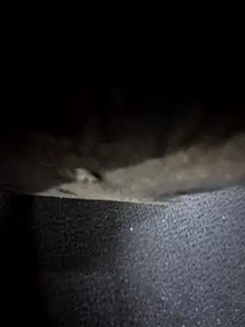 odilicia online show from 12.01.25