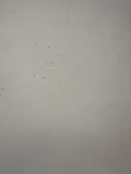 vincentjaxon online show from 11.27.25