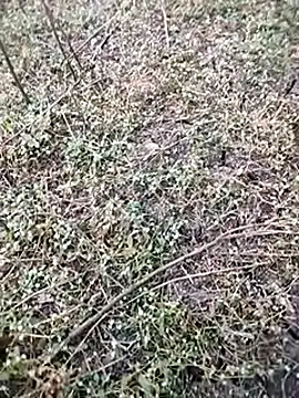 BlackhorseBBC online show from 12.05.25