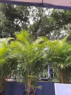 AmberAngelXXX online show from 11.24.25