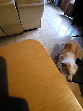 Snapshot of Stingles chatting on 10.03.25 Stingles online show from 10.03.25