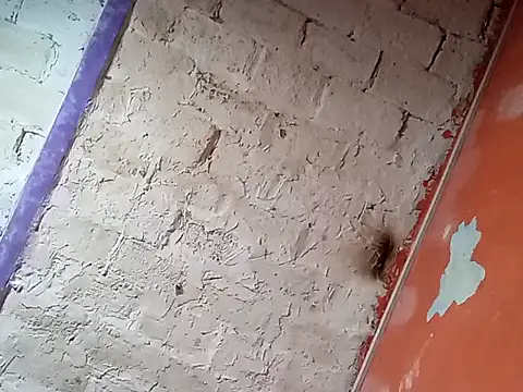 Snapshot of Hay-Viene-El-Huyy chatting on 09.16.25 Hay-Viene-El-Huyy online show from 09.16.25