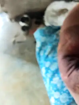 INTERNATIONAL0001 online show from 12.03.25