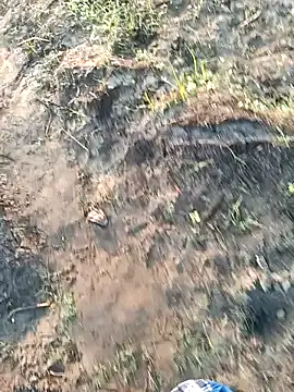 dolphiinn online show from 03.06.26