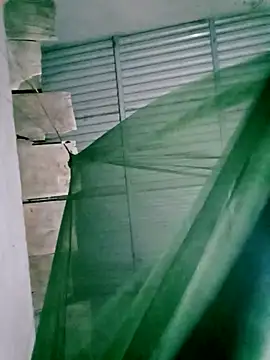 Lisa pusy online show from 11.14.25