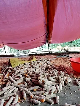 Tin tanny online show from 11.27.25