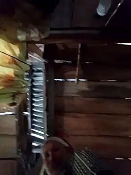 callistra online show from 04.09.26