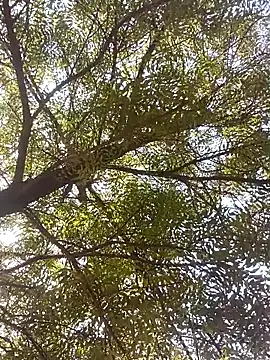 ipvk online show from 04.08.26