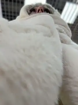 RonnieKiss online show from 04.11.26