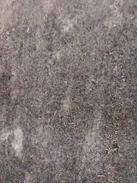 nagepalli online show from 11.29.25