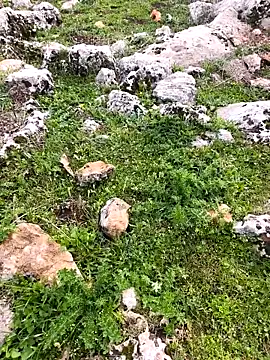 Sert erkek21 ysm online show from 03.26.26