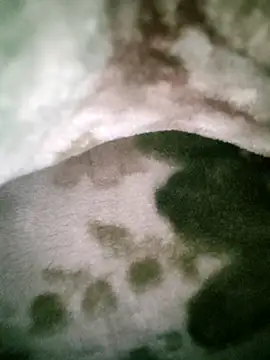 Anchal-8798 online show from 01.12.26