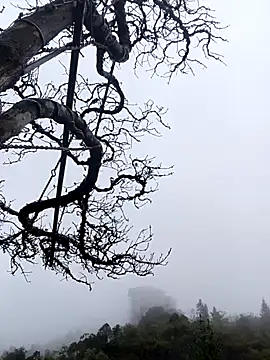 Snapshot of siusiu-00 chatting on 11.01.25 siusiu-00 online show from 11.01.25