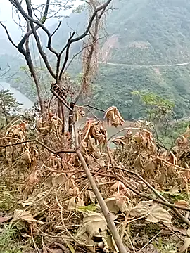 Mising5022 online show from 12.04.25