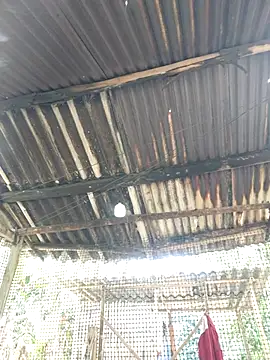 Squirrel-Pear online show from 11.20.25