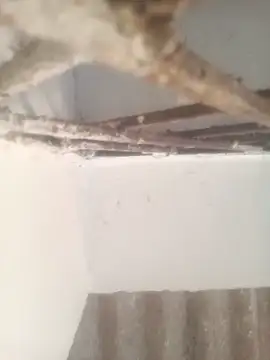 Pallu Asha online show from 03.17.26