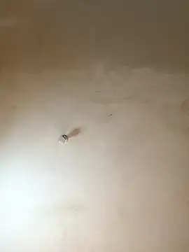 NiaLong21  online show from 01.17.26