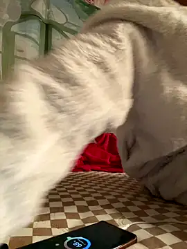 Yes-Baby-A online show from 01.06.26