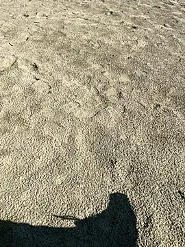 ratemydickbabe online show from 12.01.25