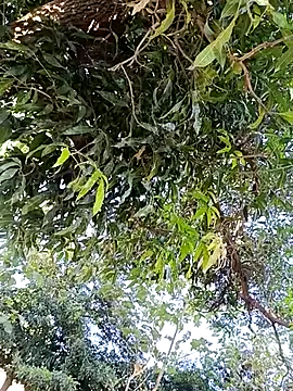 Snapshot of Avejkhan1630 chatting on 12.14.25 Avejkhan1630 online show from 12.14.25