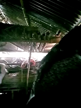 porimoi 505 online show from 12.15.25