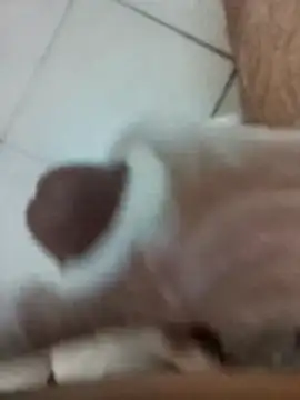 Amoooooun online show from 12.17.25