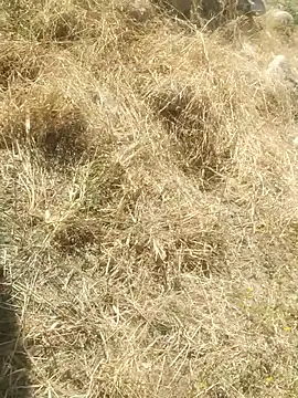 Snapshot of DanielGr27 chatting on 12.20.25 DanielGr27 online show from 12.20.25