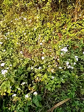 seacyre online show from 04.13.26