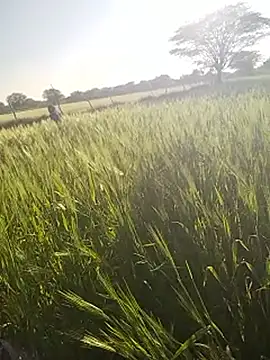 Snapshot of hornycouple20000 chatting on 01.14.26 hornycouple20000 online show from 01.14.26