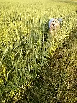 Snapshot of hornycouple20000 chatting on 02.21.26 hornycouple20000 online show from 02.21.26